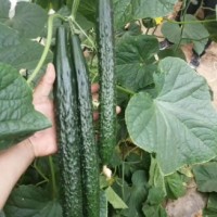 威海賣(mài)抗病性好黃瓜苗品種\文登德瑞特強(qiáng)雌黃瓜苗