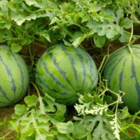 東營育紅玉西瓜苗，壽光西瓜苗育苗廠