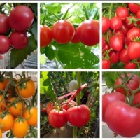 菏澤西紅柿苗2025品種價(jià)格，批發(fā)高產(chǎn)西紅柿苗