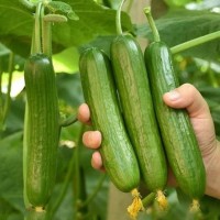 臨沂黃瓜苗、西紅柿苗批發(fā)，2025壽光蔬菜育苗廠