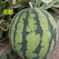 義烏育薄皮西瓜苗廠,東陽麒麟美都西瓜苗嫁接苗2025