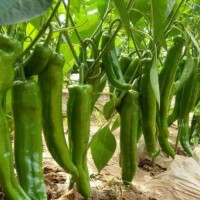 紹興辣椒種苗育苗廠 代育早春辣椒種苗