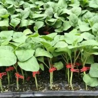 貴陽765茄子苗育苗場 2025貴州嫁接茄子苗批發