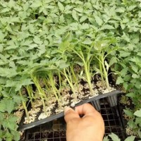 濱州番茄苗基地育苗 2025育大果番茄種苗