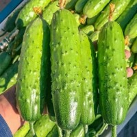 曲阜黃瓜苗廠家，濟寧嫁接大黃瓜苗育苗基地在哪