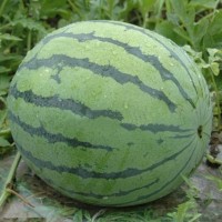 慶陽買西瓜苗去哪 2025甘肅嫁接西瓜苗育苗廠