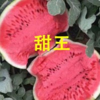 上饒育西瓜苗的廠家在哪，2026嫁接西瓜苗育苗廠