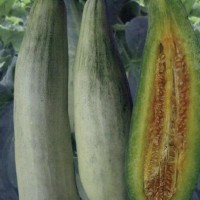 聊城甜瓜苗育苗基地 嫁接羊角蜜甜瓜苗批發(fā)